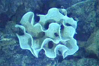 The xenophyophore, another single-celled foraminiferan, lives in abyssal zones. It has a giant shell up to 20 cm across.[97]