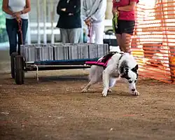 A dog pulling a cart full of concrete blocks.