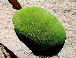 Plant in crevice in Eduardo Avaroa Andean Fauna National Reserve, Potosí, Bolivia