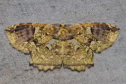 A photograph of Yashmakia orsinephes