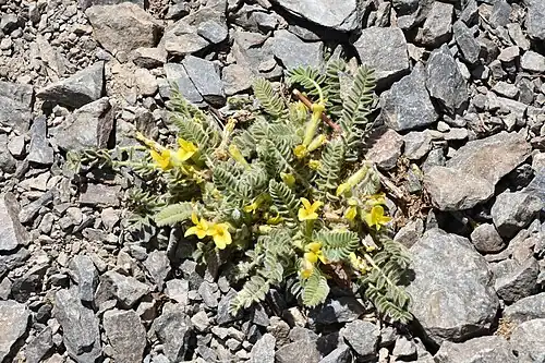 Sparse alpine vegetation, Jun '18