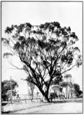 mature tree with man at roadside, circa 1920[23]