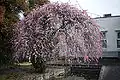 Weeping tree cultivar