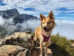 Yellow mixed breed of unknown parentage