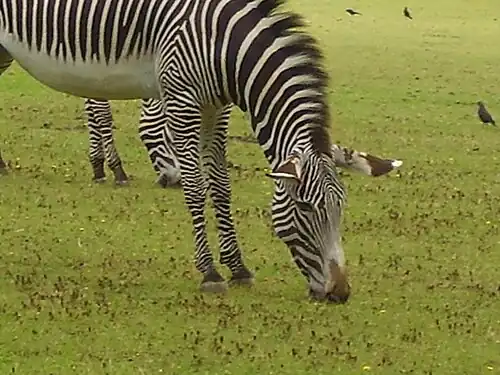 Image 48A zebra grazing at Marwell Zoological Park (from Portal:Hampshire/Selected pictures)