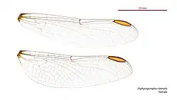 Female wings