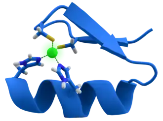 The zinc finger motif, which is found in transcription factors.