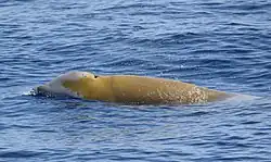 Ziphius cavirostris Cuvier's beaked whale