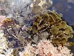 A picture of some fronds of this species of seaweed, which are greenish, with some coralline algae at the edges