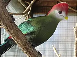 Red-crested turaco