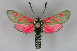 Mounted specimen