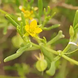 Flower of Roepera eremaea from Australia