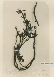 Slide with dried seaweed