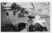 A close up of cattle in the Gap, c1937