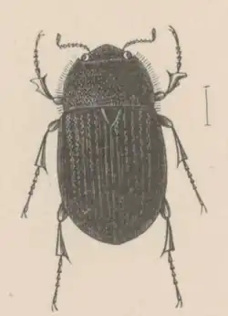 Drawing of a beetle from above