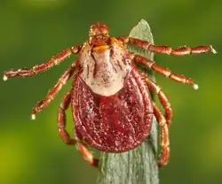 Rocky Mountain Wood Tick