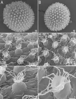 Six images of Macrobiotus shonaicus ornamented eggs, depicting egg chorion morphology under SEM. Scale bars provided in micrometers.