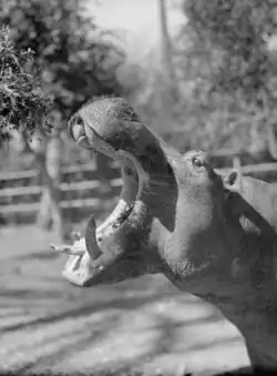 Hippo with mouth wide open