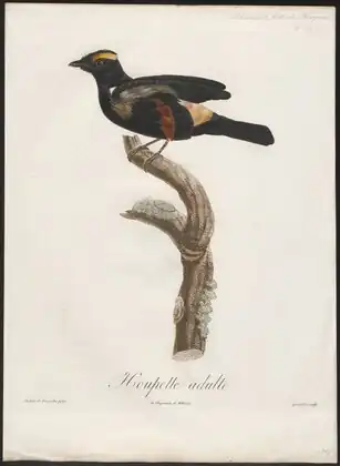 Tachyphonus cristatus 1805 Print - Iconographia Zoologica - Special Collections University of Amsterdam